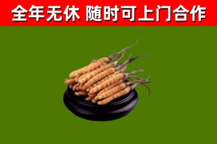 洛南回收散虫草